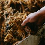 Close-up of a hand interacting with shredded agave fibers in tequila production.