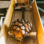 Close-up of agave heart on conveyor in a tequila production distillery.